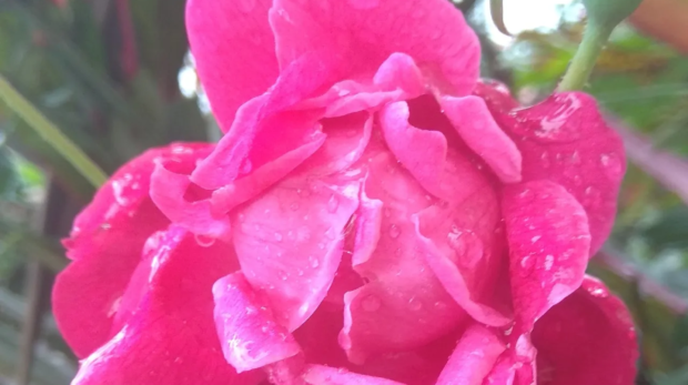 IB1